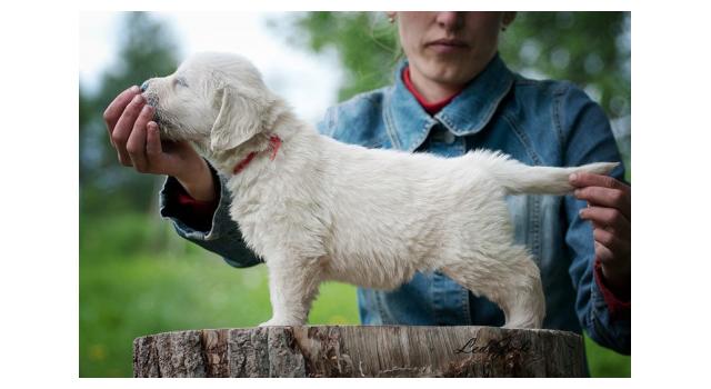 Щенки папийона (папильона) в питомнике Бон Плезир Щенки папийона (папильона) в питомнике Бон Плезир