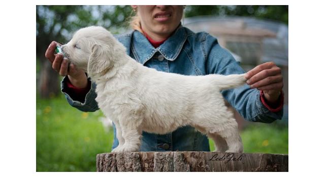 Щенки папийона (папильона) в питомнике Бон Плезир Щенки папийона (папильона) в питомнике Бон Плезир