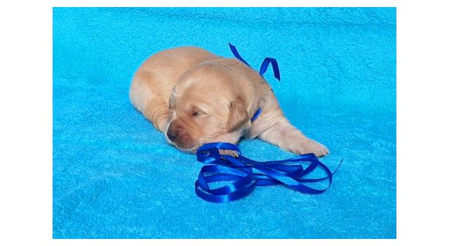 Щенки папийона (папильона) в питомнике Бон Плезир Щенки папийона (папильона) в питомнике Бон Плезир