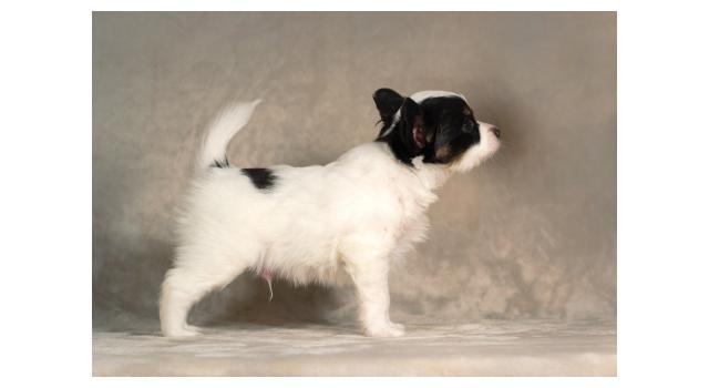 Щенки папийона (папильона) в питомнике Бон Плезир Щенки папийона (папильона) в питомнике Бон Плезир