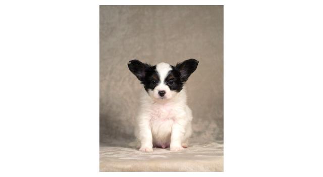 Щенки папийона (папильона) в питомнике Бон Плезир Щенки папийона (папильона) в питомнике Бон Плезир