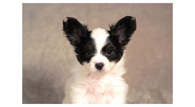 Щенки папийона (папильона) в питомнике Бон Плезир Щенки папийона (папильона) в питомнике Бон Плезир