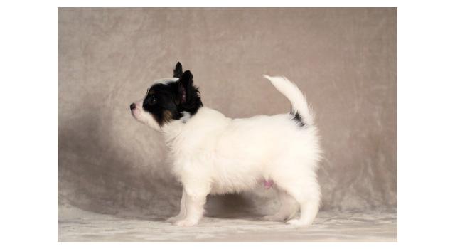 Щенки папийона (папильона) в питомнике Бон Плезир Щенки папийона (папильона) в питомнике Бон Плезир