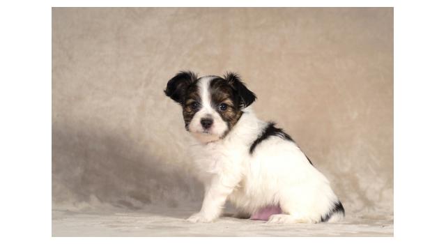 Щенки папийона (папильона) в питомнике Бон Плезир Щенки папийона (папильона) в питомнике Бон Плезир