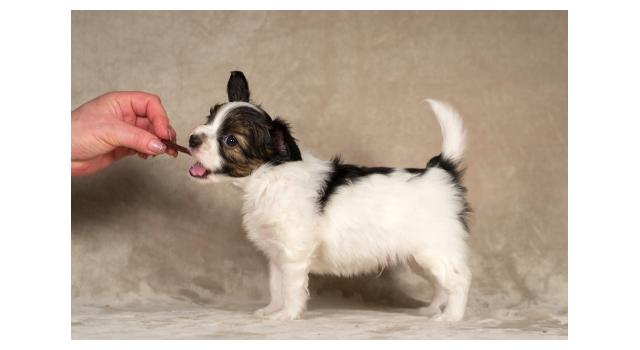 Щенки папийона (папильона) в питомнике Бон Плезир Щенки папийона (папильона) в питомнике Бон Плезир
