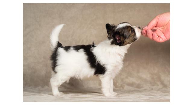 Щенки папийона (папильона) в питомнике Бон Плезир Щенки папийона (папильона) в питомнике Бон Плезир