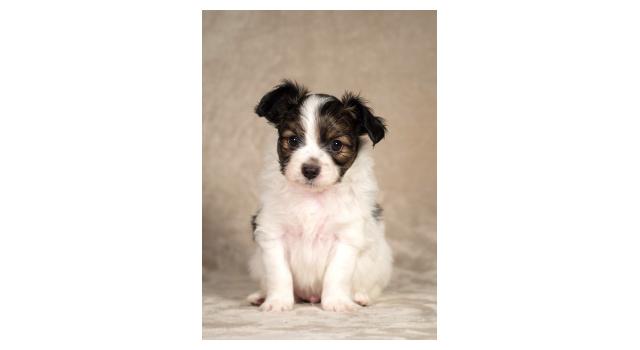 Щенки папийона (папильона) в питомнике Бон Плезир Щенки папийона (папильона) в питомнике Бон Плезир