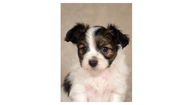 Щенки папийона (папильона) в питомнике Бон Плезир Щенки папийона (папильона) в питомнике Бон Плезир