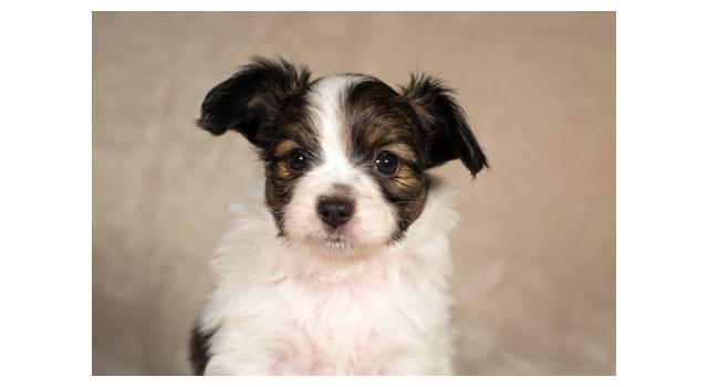 Щенки папийона (папильона) в питомнике Бон Плезир Щенки папийона (папильона) в питомнике Бон Плезир