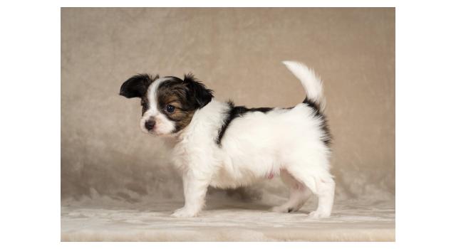 Щенки папийона (папильона) в питомнике Бон Плезир Щенки папийона (папильона) в питомнике Бон Плезир