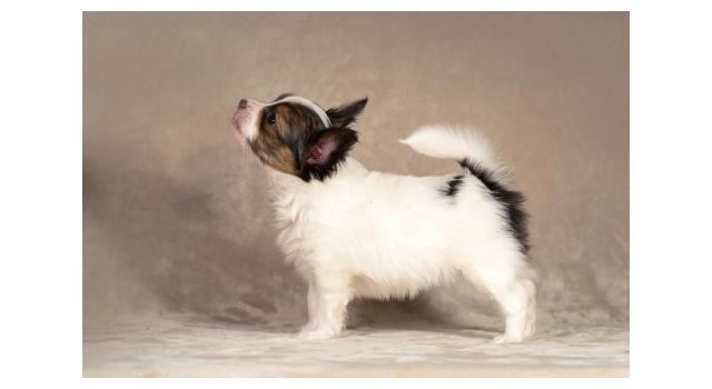 Щенки папийона (папильона) в питомнике Бон Плезир Щенки папийона (папильона) в питомнике Бон Плезир