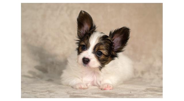 Щенки папийона (папильона) в питомнике Бон Плезир Щенки папийона (папильона) в питомнике Бон Плезир