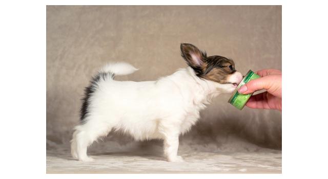 Щенки папийона (папильона) в питомнике Бон Плезир Щенки папийона (папильона) в питомнике Бон Плезир