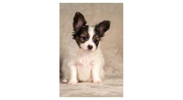 Щенки папийона (папильона) в питомнике Бон Плезир Щенки папийона (папильона) в питомнике Бон Плезир