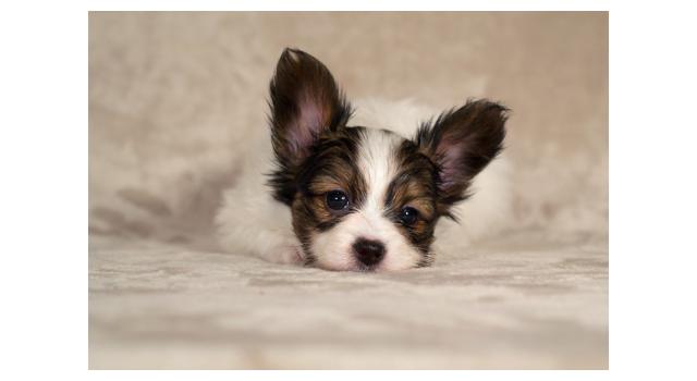 Щенки папийона (папильона) в питомнике Бон Плезир Щенки папийона (папильона) в питомнике Бон Плезир