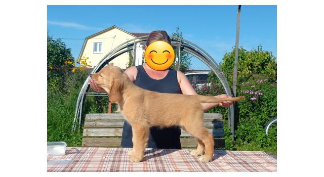 Щенки папийона (папильона) в питомнике Бон Плезир Щенки папийона (папильона) в питомнике Бон Плезир