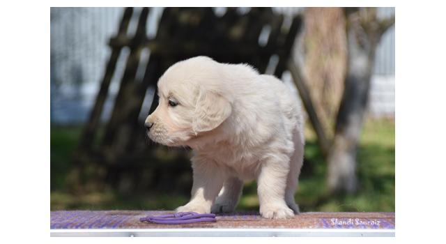 Puppies of papillon in Bon Plaisir Kennel Puppies of papillon in Bon Plaisir Kennel