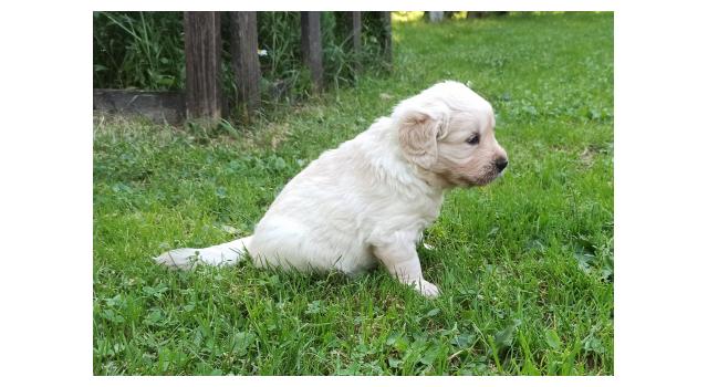 Щенки папийона (папильона) в питомнике Бон Плезир Щенки папийона (папильона) в питомнике Бон Плезир