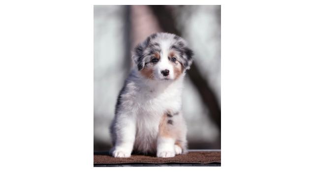 Щенки папийона (папильона) в питомнике Бон Плезир Щенки папийона (папильона) в питомнике Бон Плезир