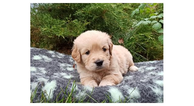 Щенки папийона (папильона) в питомнике Бон Плезир Щенки папийона (папильона) в питомнике Бон Плезир