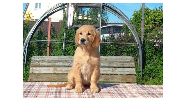 Щенки папийона (папильона) в питомнике Бон Плезир Щенки папийона (папильона) в питомнике Бон Плезир