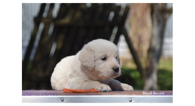 Puppies of papillon in Bon Plaisir Kennel Puppies of papillon in Bon Plaisir Kennel