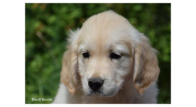 Щенки папийона (папильона) в питомнике Бон Плезир Щенки папийона (папильона) в питомнике Бон Плезир