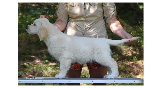 Щенки папийона (папильона) в питомнике Бон Плезир Щенки папийона (папильона) в питомнике Бон Плезир