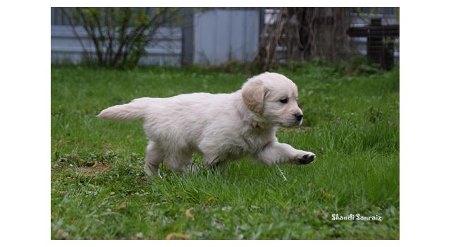 Puppies of papillon in Bon Plaisir Kennel Puppies of papillon in Bon Plaisir Kennel
