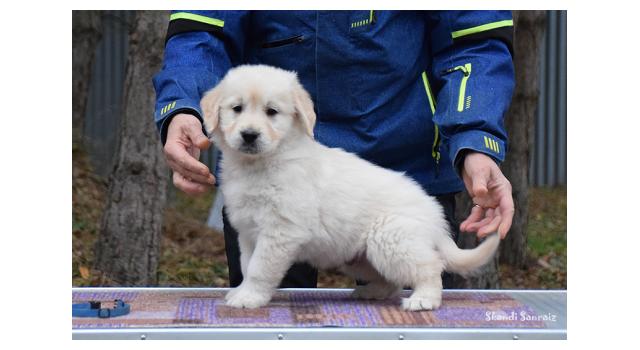 Щенки папийона (папильона) в питомнике Бон Плезир Щенки папийона (папильона) в питомнике Бон Плезир
