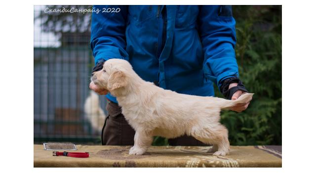 Щенки папийона (папильона) в питомнике Бон Плезир Щенки папийона (папильона) в питомнике Бон Плезир