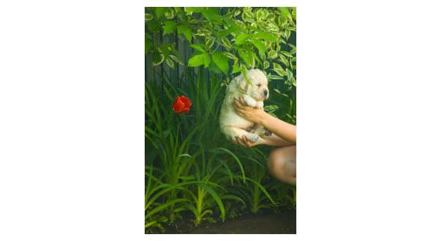 Щенки папийона (папильона) в питомнике Бон Плезир Щенки папийона (папильона) в питомнике Бон Плезир