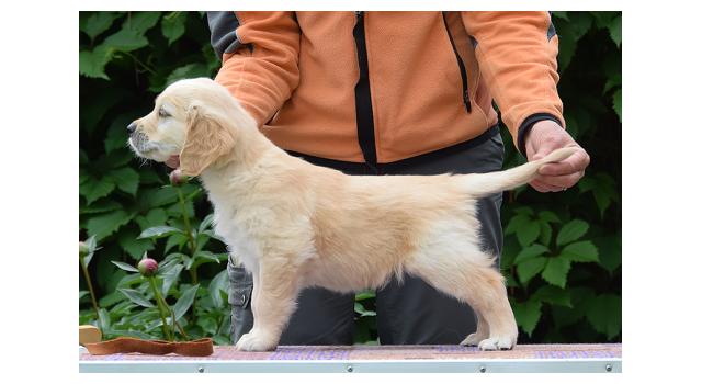 Щенки папийона (папильона) в питомнике Бон Плезир Щенки папийона (папильона) в питомнике Бон Плезир