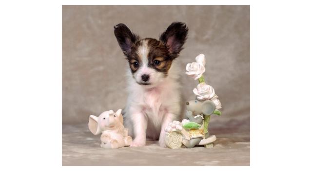 Щенки папийона (папильона) в питомнике Бон Плезир Щенки папийона (папильона) в питомнике Бон Плезир
