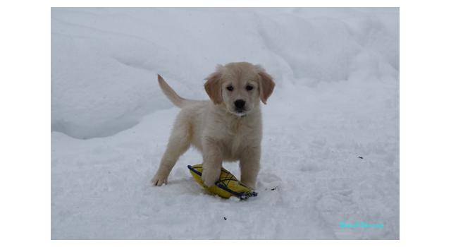 Щенки папийона (папильона) в питомнике Бон Плезир Щенки папийона (папильона) в питомнике Бон Плезир