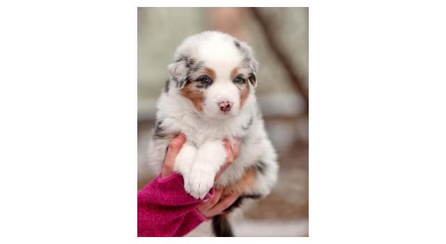 Щенки папийона (папильона) в питомнике Бон Плезир Щенки папийона (папильона) в питомнике Бон Плезир