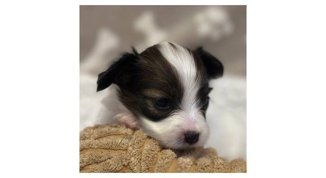 Щенки папийона (папильона) в питомнике Бон Плезир Щенки папийона (папильона) в питомнике Бон Плезир
