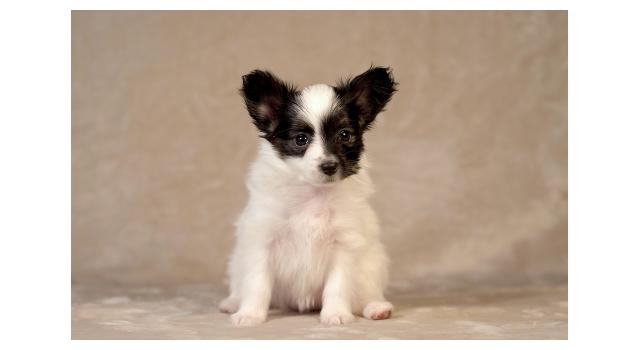 Щенки папийона (папильона) в питомнике Бон Плезир Щенки папийона (папильона) в питомнике Бон Плезир