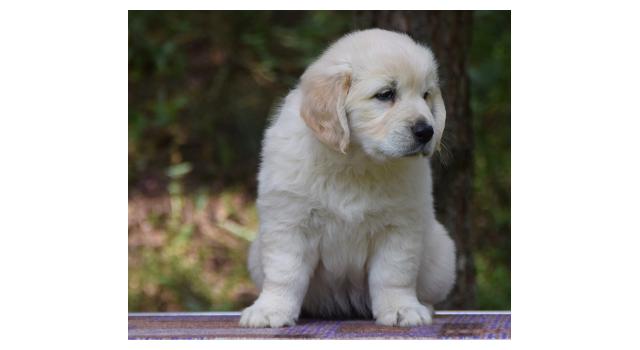 Щенки папийона (папильона) в питомнике Бон Плезир Щенки папийона (папильона) в питомнике Бон Плезир