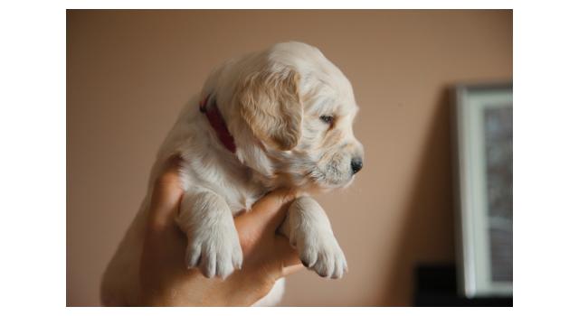 Щенки папийона (папильона) в питомнике Бон Плезир Щенки папийона (папильона) в питомнике Бон Плезир