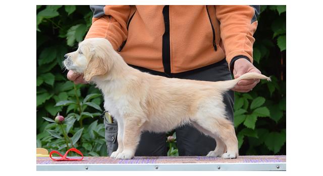 Щенки папийона (папильона) в питомнике Бон Плезир Щенки папийона (папильона) в питомнике Бон Плезир
