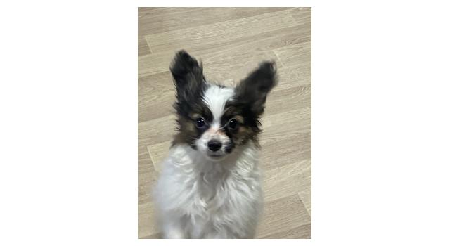 Щенки папийона (папильона) в питомнике Бон Плезир Щенки папийона (папильона) в питомнике Бон Плезир