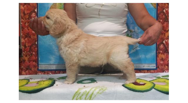 Щенки папийона (папильона) в питомнике Бон Плезир Щенки папийона (папильона) в питомнике Бон Плезир