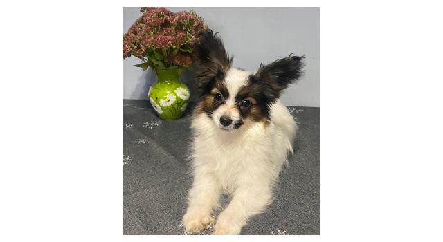 Щенки папийона (папильона) в питомнике Бон Плезир Щенки папийона (папильона) в питомнике Бон Плезир