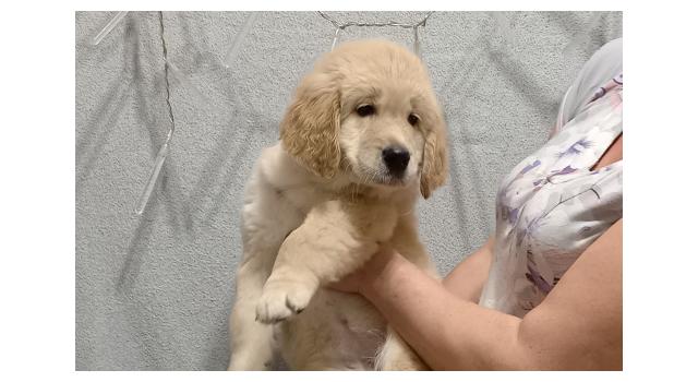 Щенки папийона (папильона) в питомнике Бон Плезир Щенки папийона (папильона) в питомнике Бон Плезир