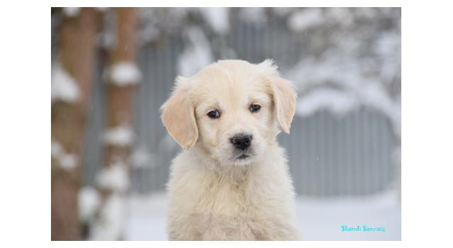 Щенки папийона (папильона) в питомнике Бон Плезир Щенки папийона (папильона) в питомнике Бон Плезир