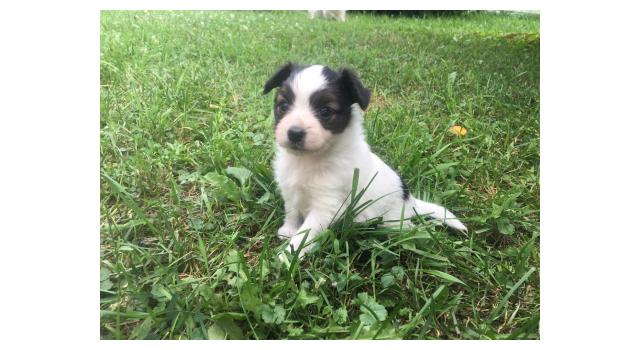 Щенки папийона (папильона) в питомнике Бон Плезир Щенки папийона (папильона) в питомнике Бон Плезир