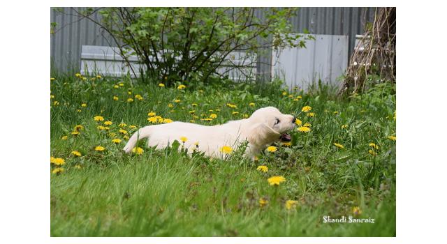 Puppies of papillon in Bon Plaisir Kennel Puppies of papillon in Bon Plaisir Kennel
