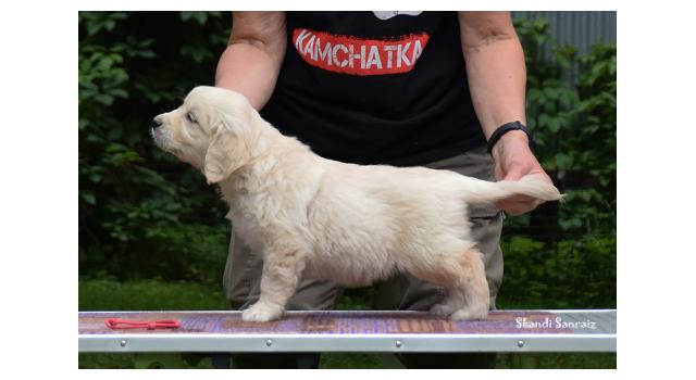 Щенки папийона (папильона) в питомнике Бон Плезир Щенки папийона (папильона) в питомнике Бон Плезир