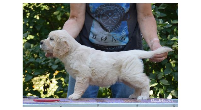 Щенки папийона (папильона) в питомнике Бон Плезир Щенки папийона (папильона) в питомнике Бон Плезир